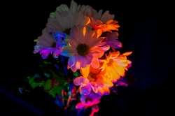 Alledaagse Dingen_10