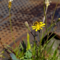 Fotoalbum