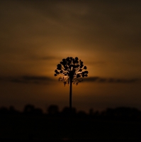 Silhouet_10
