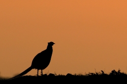 Silhouet_15