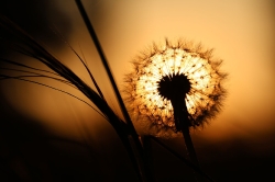 Silhouet_8
