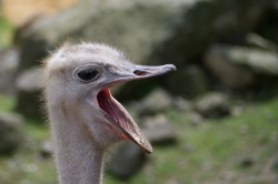 Zooparc_10