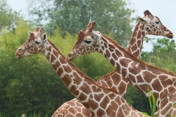 Zooparc_11
