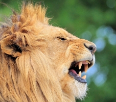 Zooparc_12