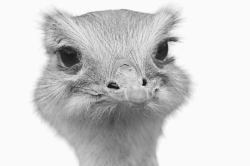 Zooparc_13
