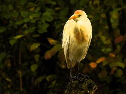 Zooparc_15