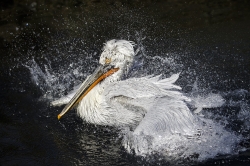 Zooparc_18