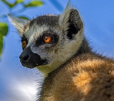Zooparc_19
