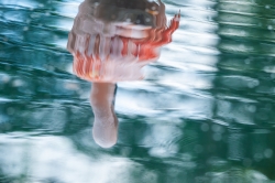 Zooparc_1