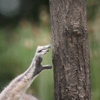 Zooparc