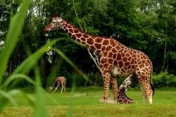 Zooparc_20