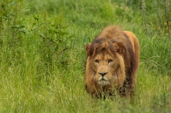 Zooparc_22