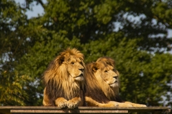 Zooparc_24