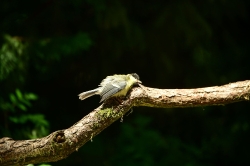 Zooparc_25