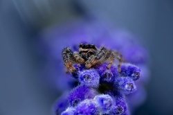 Zooparc_26