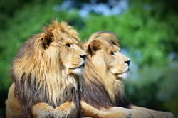 Zooparc_3