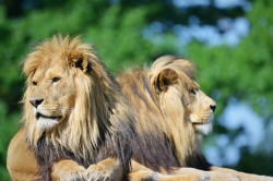 Zooparc_4