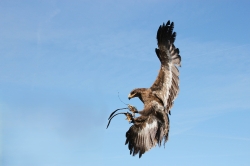 Zooparc_5
