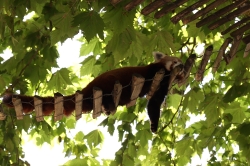 Zooparc_6