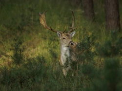 Zooparc_7
