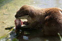 Zooparc_9